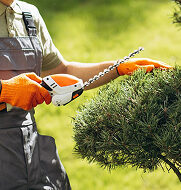 A person is trimming a hedge