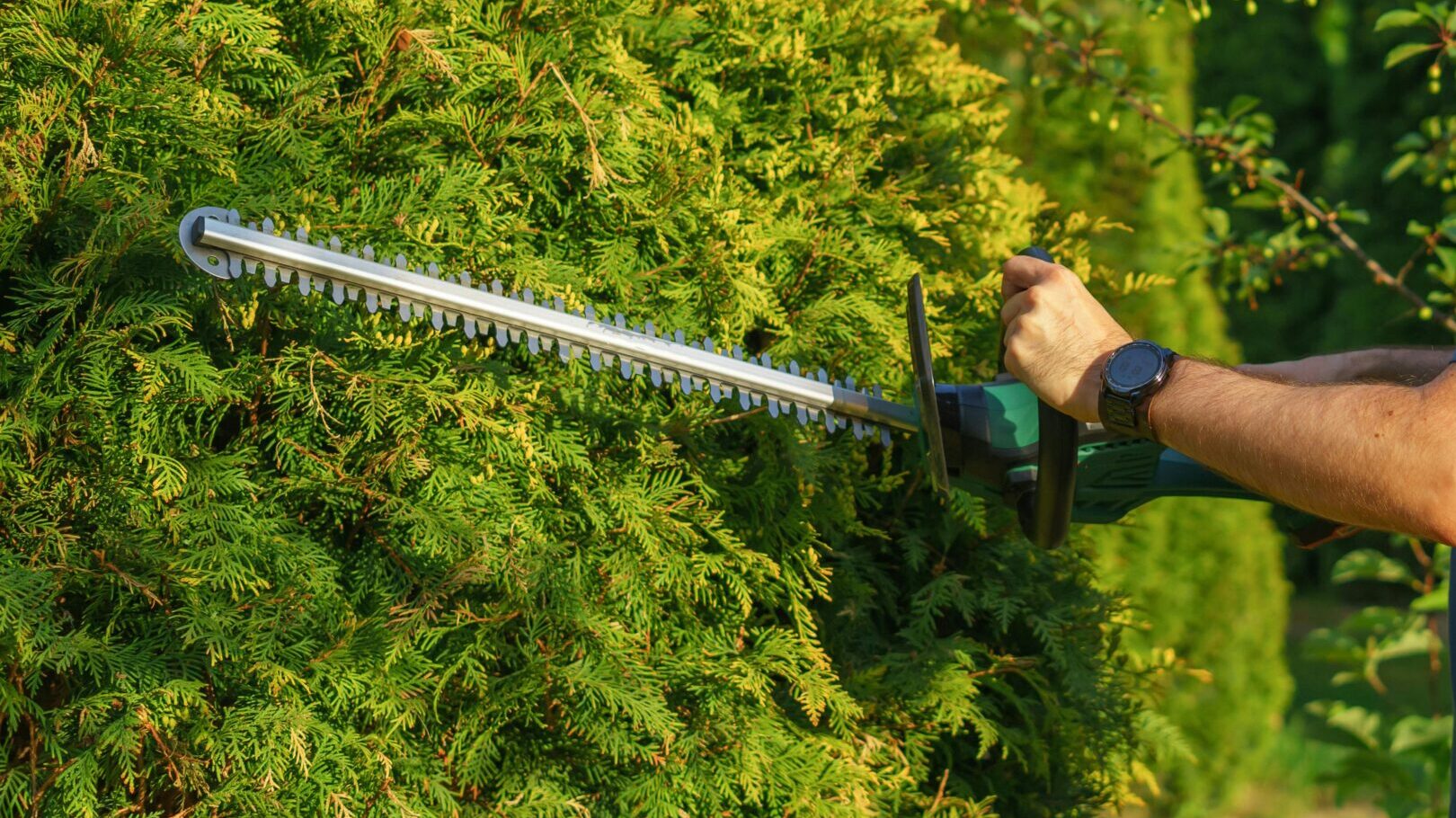Man trimming hedge with electric trimmer in a sunny garden.