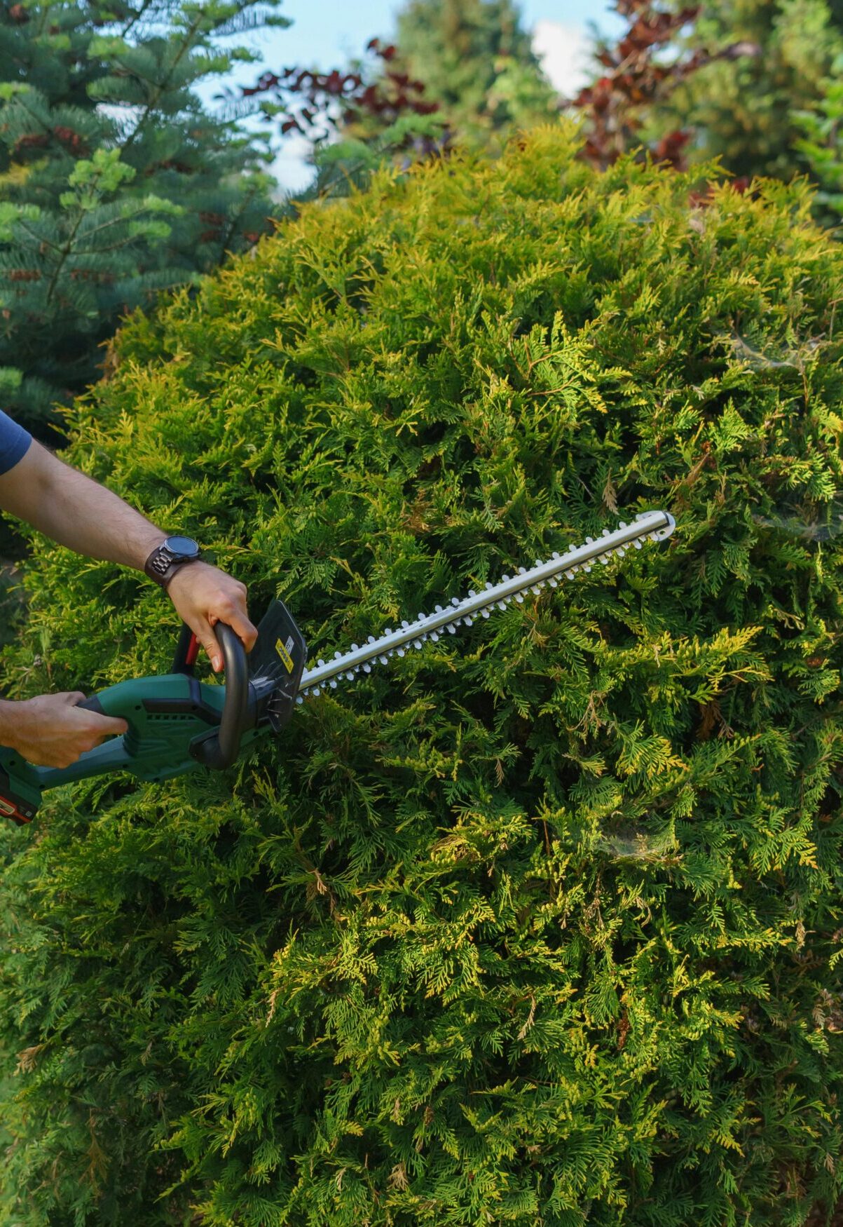 Man using an electric hedge trimmer to shape a garden shrub. Ideal for gardening themes.
