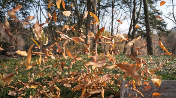 A worker clearing autumn leaves with a blower in a scenic park during fall.