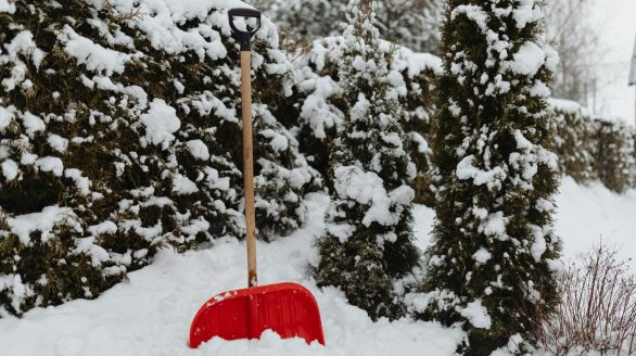 A red snow shovel leaning against a snow-covered hedge during winter outdoors.